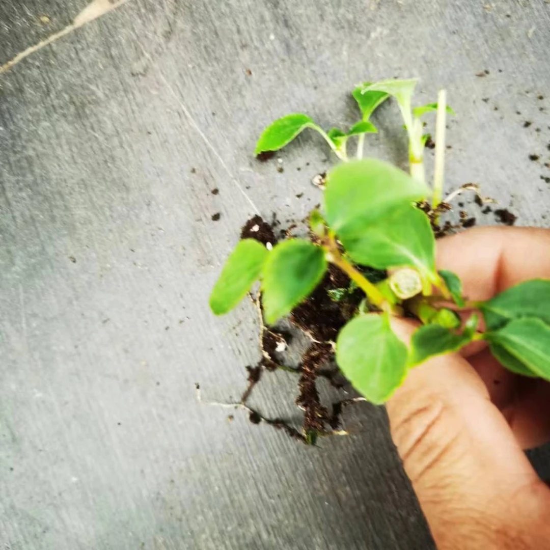 单选（水梅花）小苗超级好养冬季趣味美观（5棵包邮）