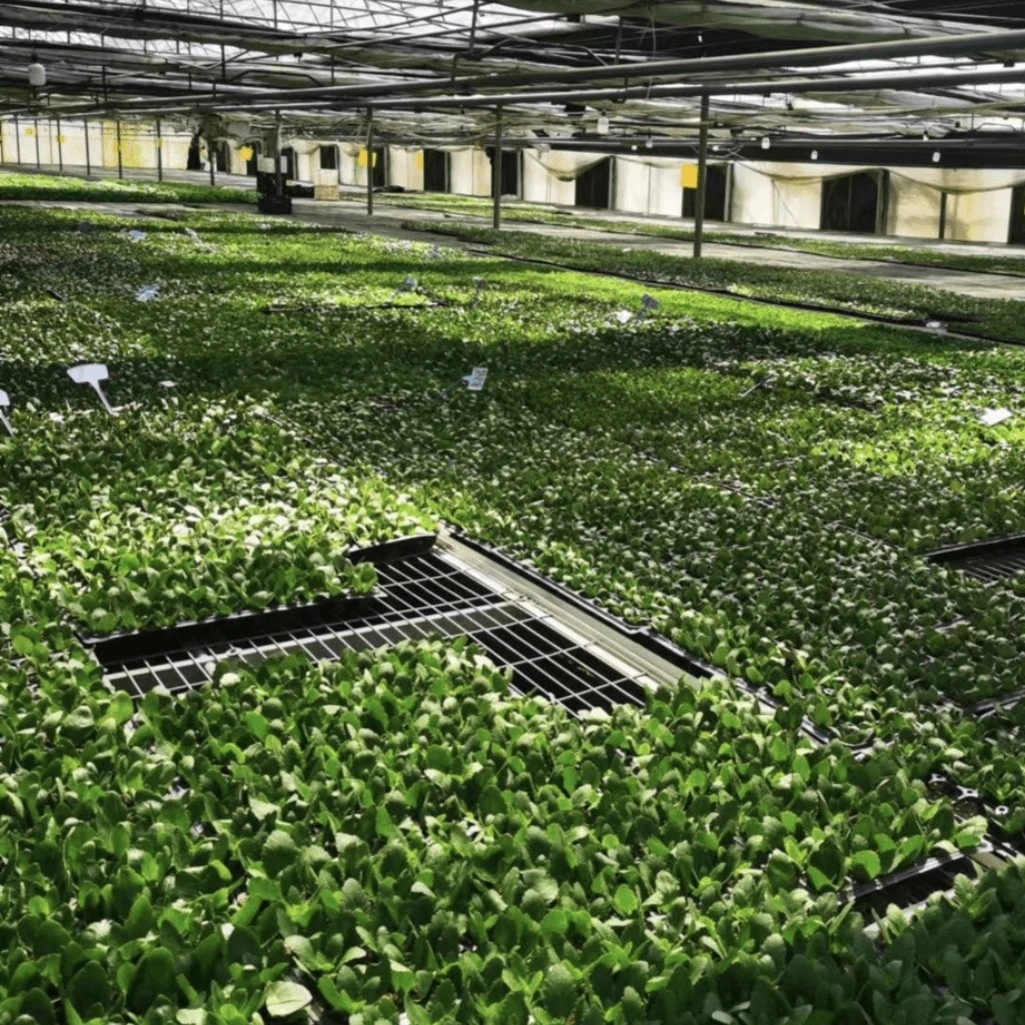 长寿花枝条随机品种一箱（无售后介意勿拍）