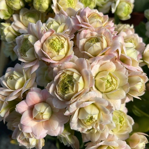 长寿组合青稞或小量花苞（）