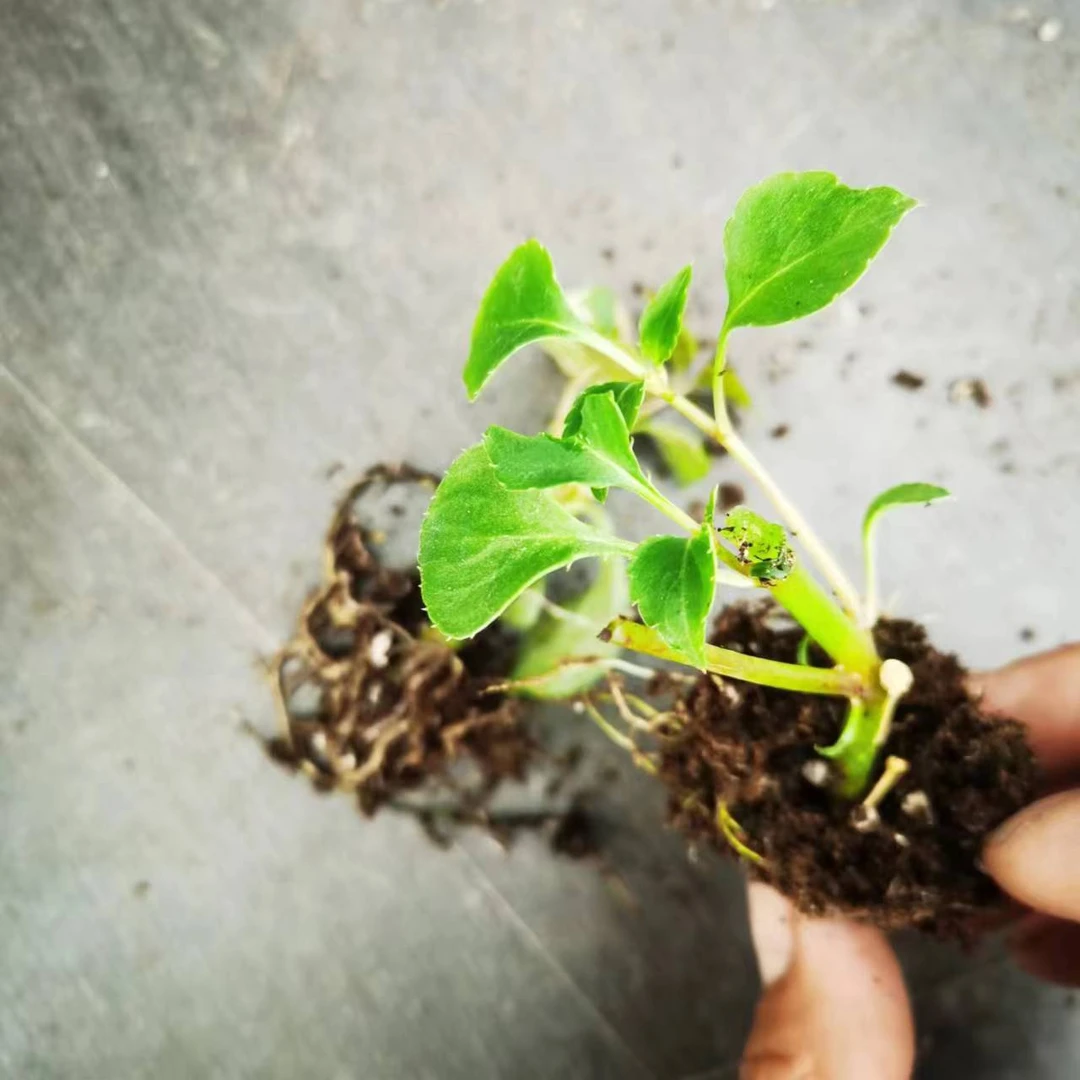 打顶苗）重瓣风仙小苗超级好养冬季趣味美观