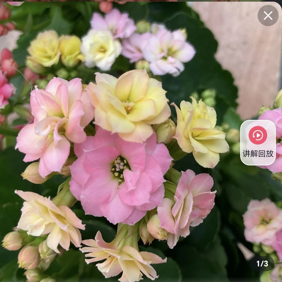 长寿～【金牌变色龙】阳台花卉