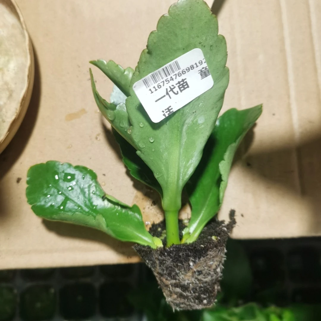 H) 新品种长寿小苗 5棵包邮