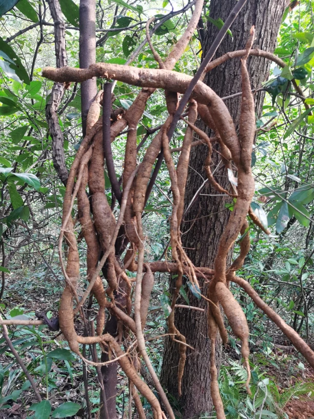 瑶山野生大力暑 手工晾晒大中小混切牛根茎类