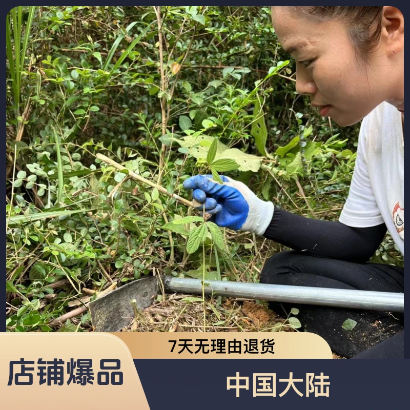 瑶山深山采挖纯野生千斤拔腰突套餐配伍料