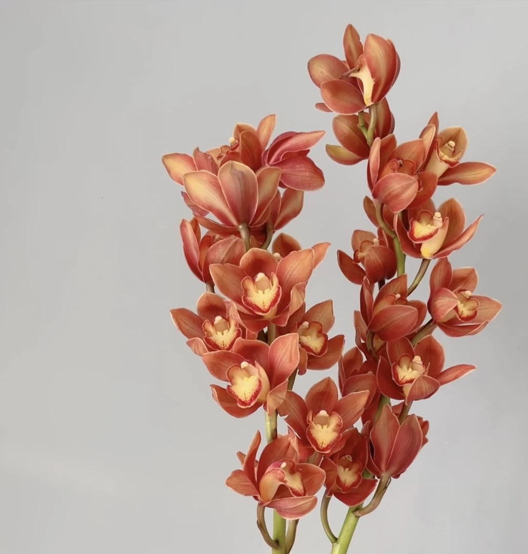 三岁花集-基地大花蕙兰咖啡（一单中通两单顺丰冷链包邮）