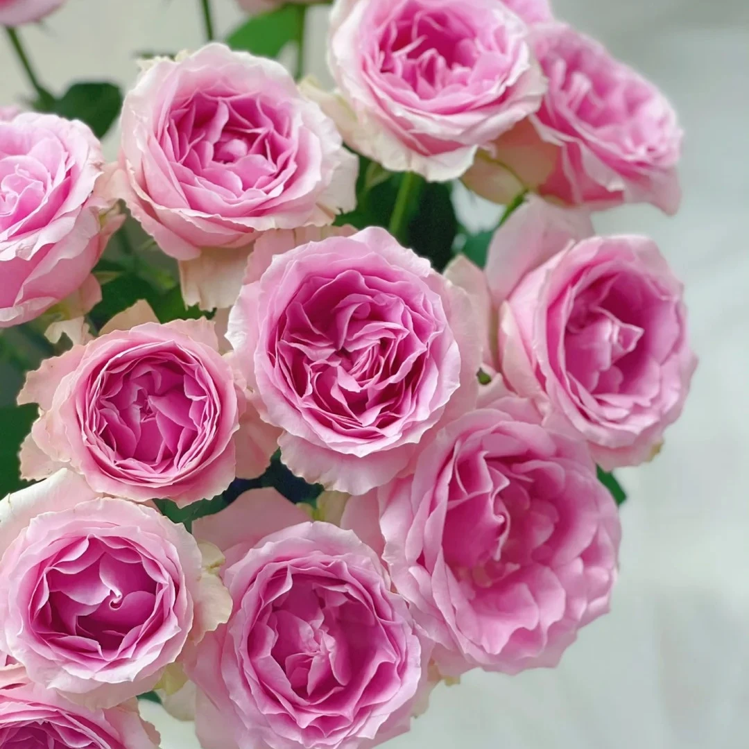 三岁花集-基地单头玫瑰娇兰（一单顺丰冷链三单顺丰空运）