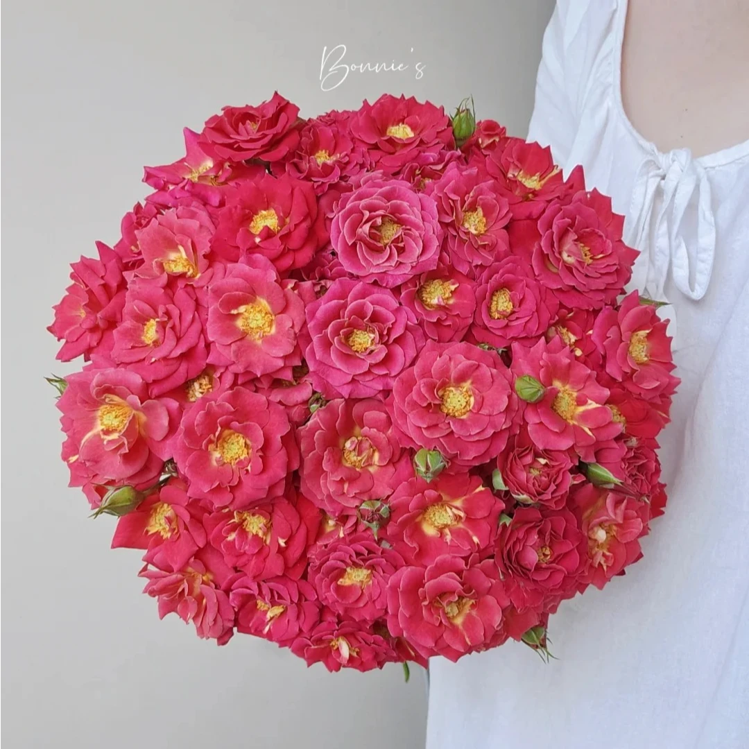 三岁花集-满博基地多头玫瑰丹瑛（一单中通两单顺丰包邮）