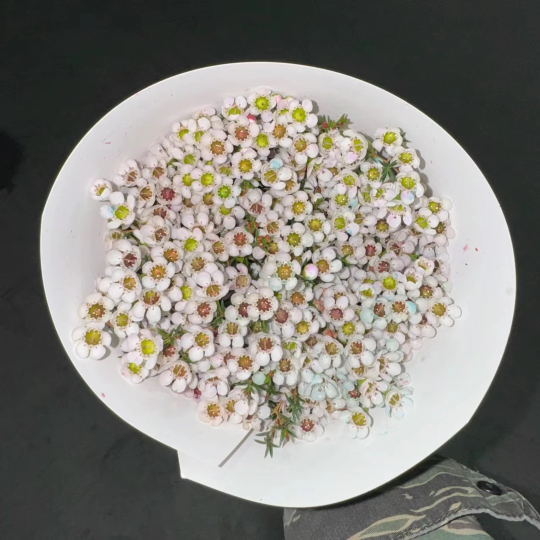 三岁花集-澳洲腊梅1把（发中通）