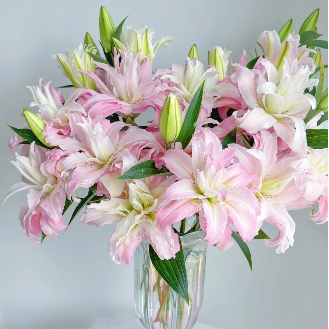 三岁花集-基地迷你重瓣百合戴安娜 (一单顺丰冷链包邮)