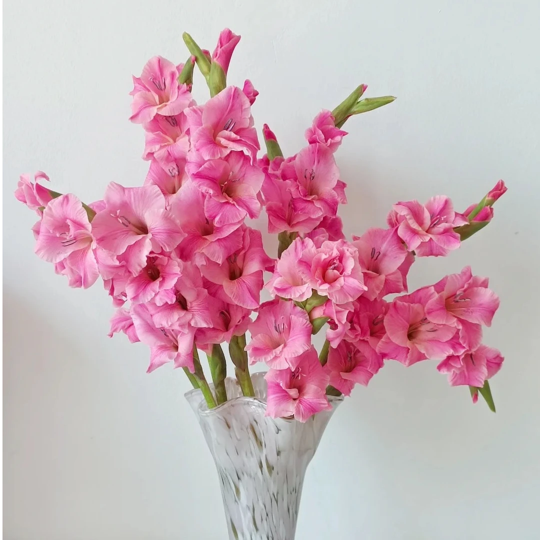 三岁花集-剑兰皇家玫瑰 （一单顺丰冷链包邮）