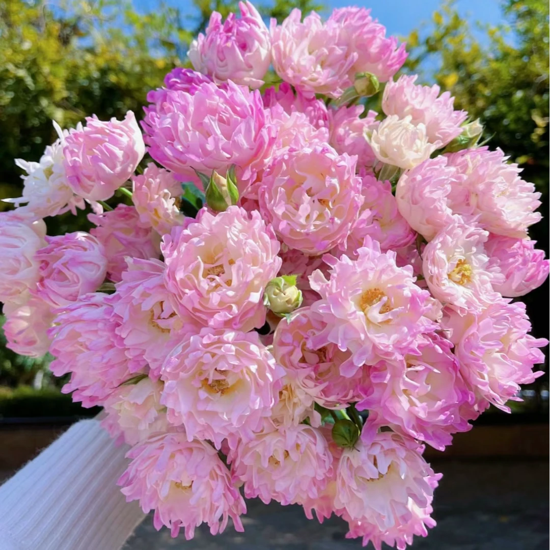 三岁花集-基地多头梦幻海葵（一单顺丰冷链包邮）