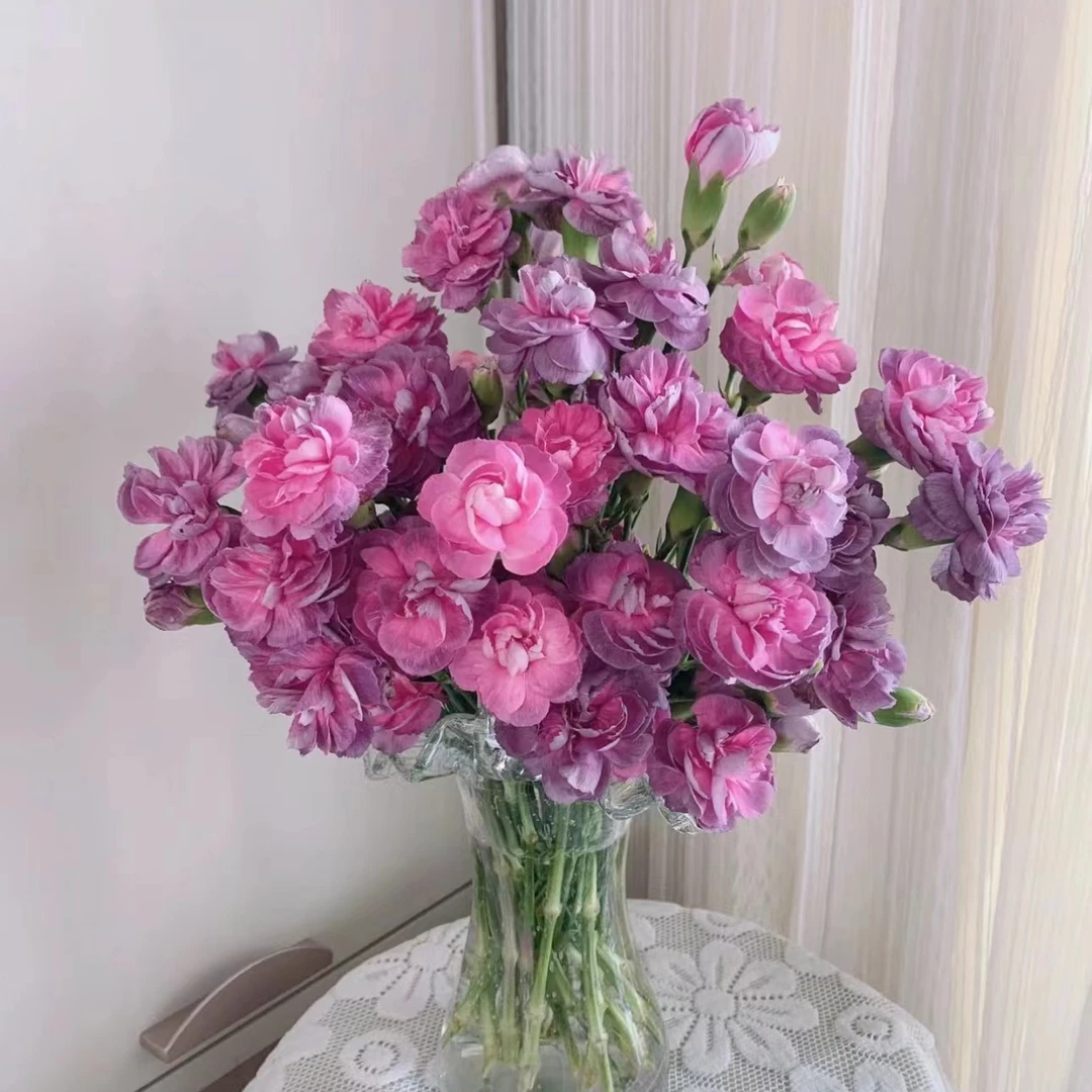 三岁花集-康乃馨野马多丁（一单顺丰冷链三单顺丰空运）