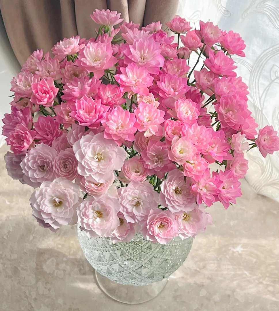 三岁花集-多头玫瑰天河繁星 （一单顺丰冷链三单顺丰空运）