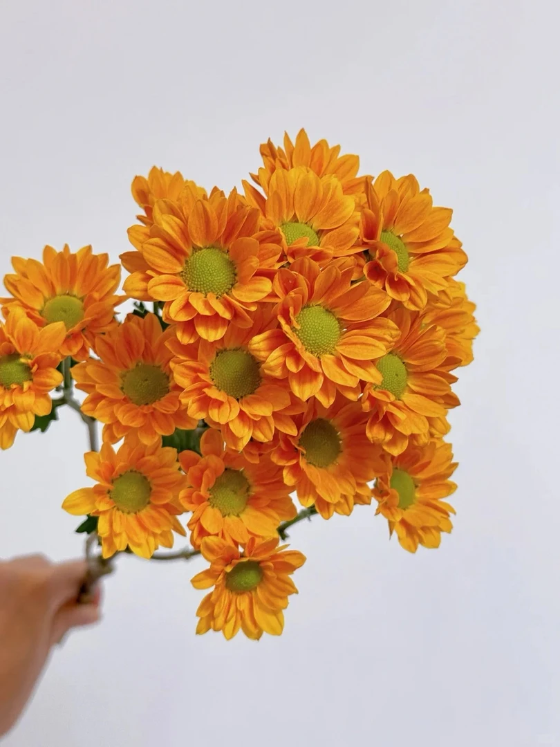 三岁花集-多头小雏菊橘子汽水1扎（发顺丰冷链包邮）