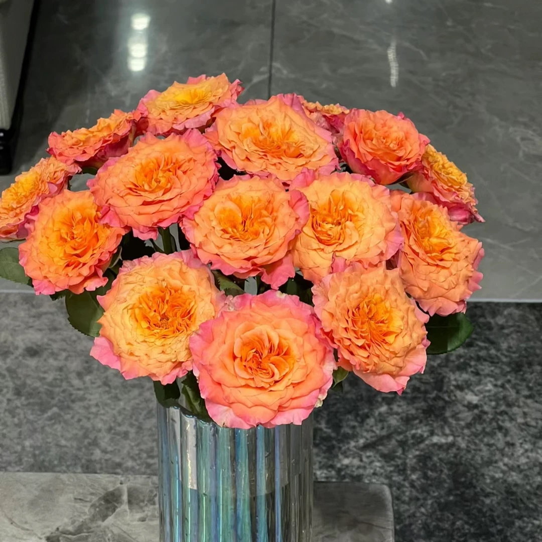 三岁花集-基地单头玫瑰火灵鸟 带香味（一单中通两单顺丰包邮）