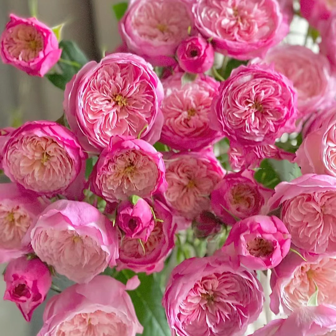 三岁花集-基地多头玫瑰康斯坦茨（一单中通两单顺丰包邮）