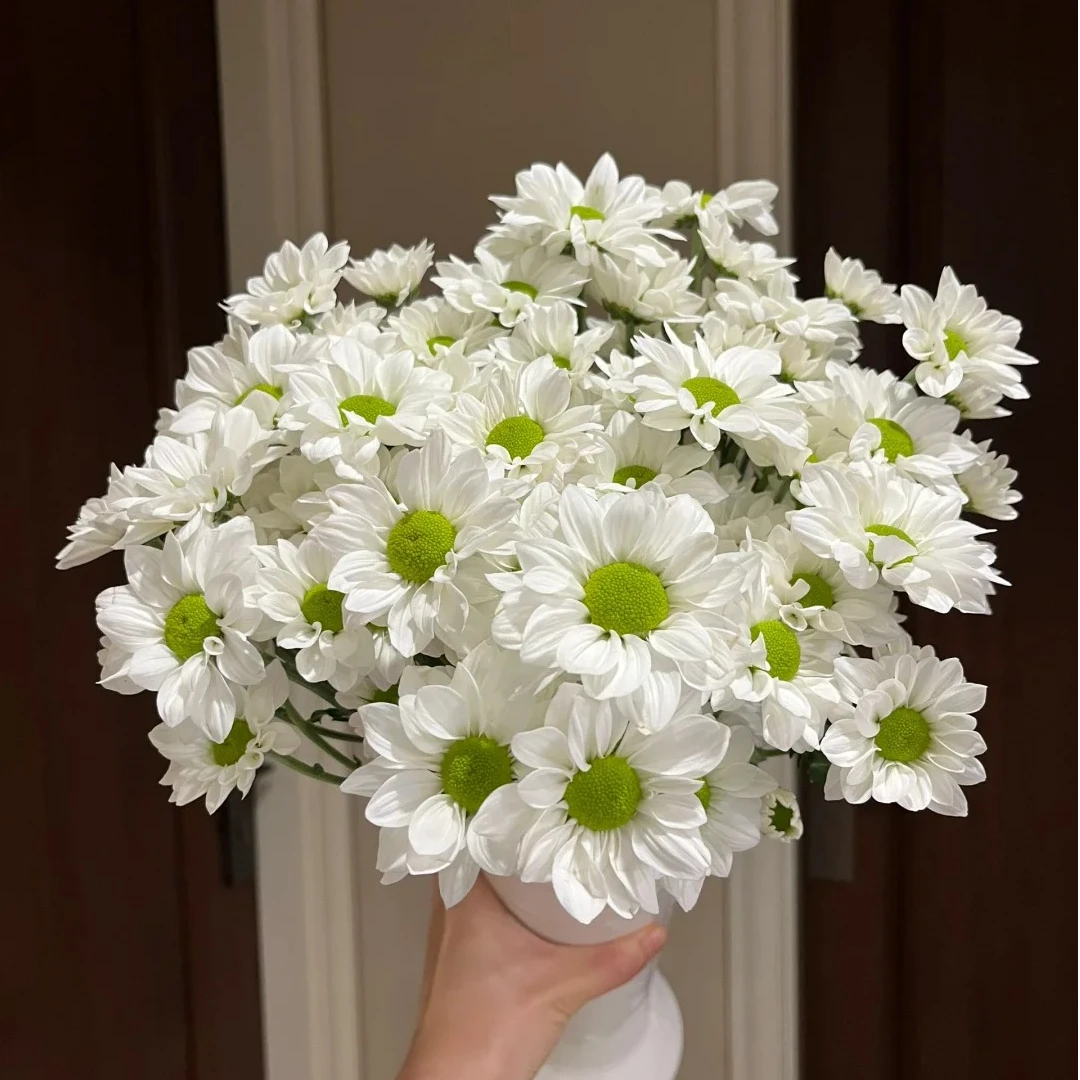 三岁花集-多头小雏菊白色三文鱼小菊（一单中通两单顺丰冷链包邮）