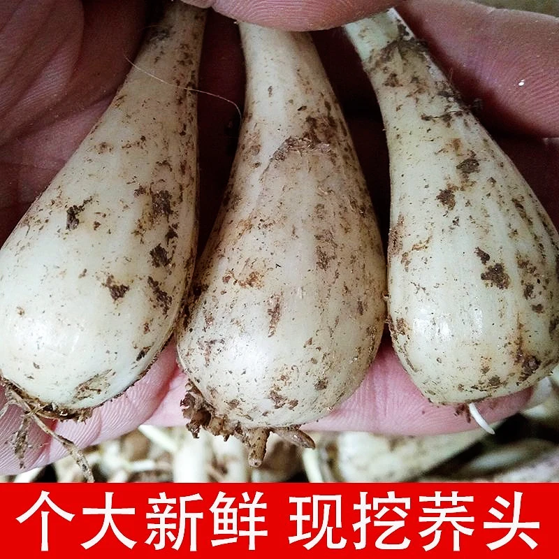 【凤姐专属】当季现挖藠头教头农家自种茭头荞头泡菜蔬菜5斤包邮