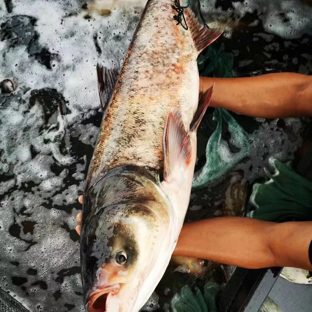 新鲜渔场直发现捞四川生态养殖花鲢  每条2-8g左右  水库花鲢