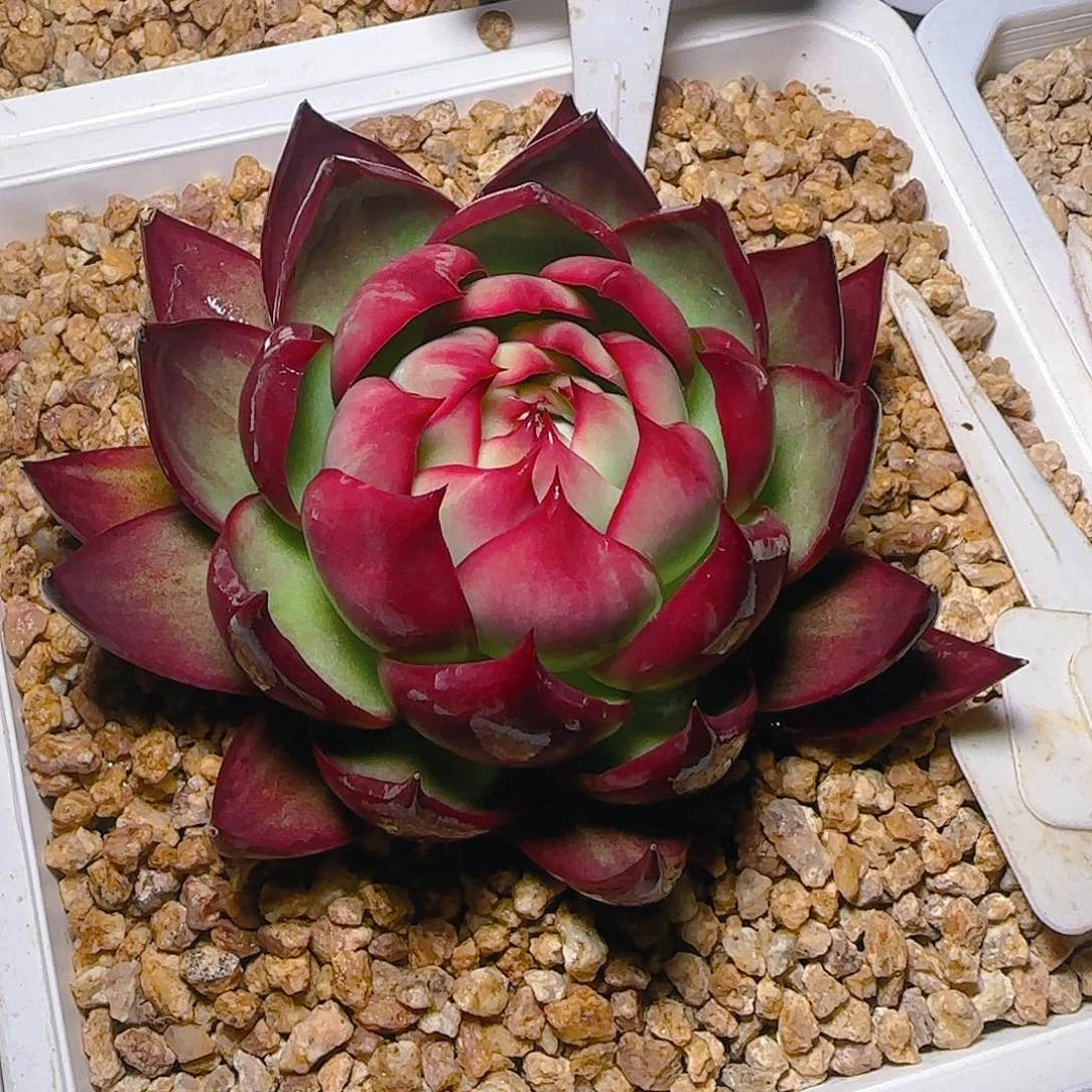 ?****零惊鸿仙子一物一拍83号