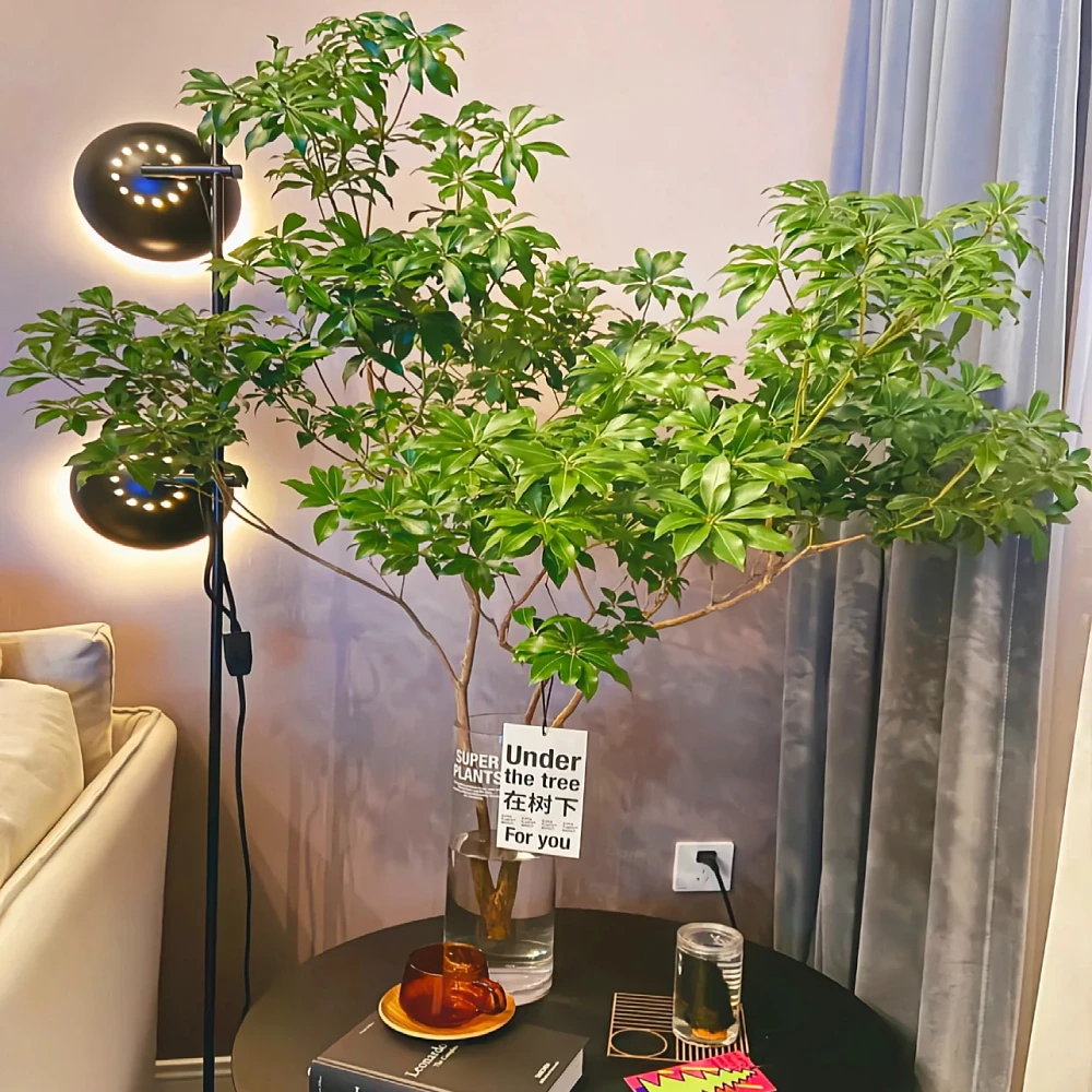 【买一送一】马醉木水培植物鲜切树枝条室内小绿植树苗客厅水养