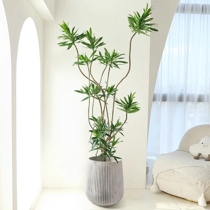 金心百合竹盆栽大老桩造型客厅真绿植落地轻奢好养真花室内植物