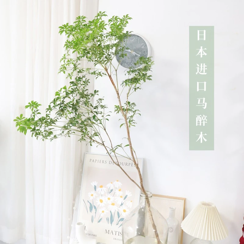 精品日本进口马醉木水培植物小叶片品质保证室内养殖顺丰快递发货