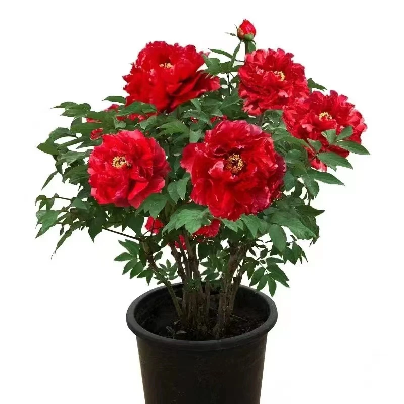 菏泽正品【牡丹】  8-10分枝 稀少品种牡丹花苗 带花芽发货