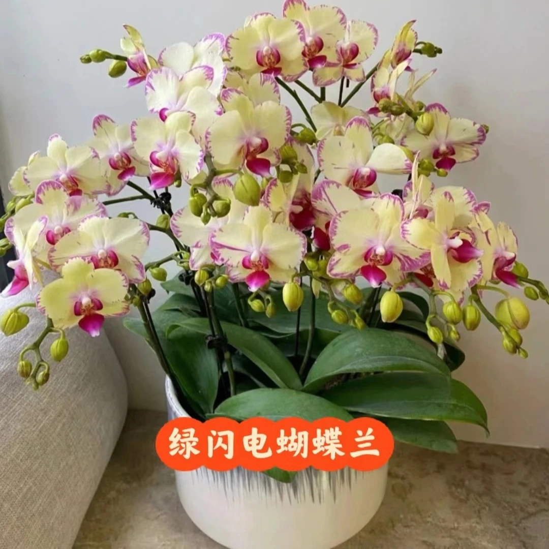 2.8寸杯 亏价 稀少品种 【绿闪电蝴蝶兰】带花剑 颜值担当