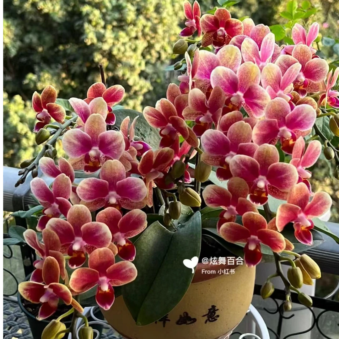 3个花剑浓香型 易养爆花 【金蝶】蝴蝶兰  花期6-7个月 实体同款