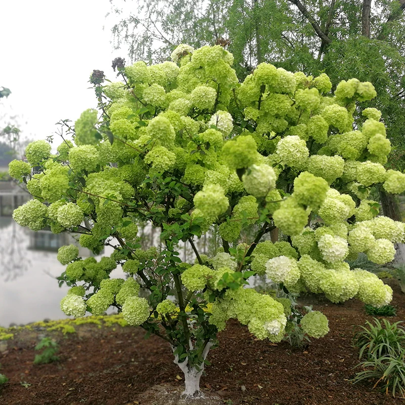 中华木绣球大花斗球一物一拍