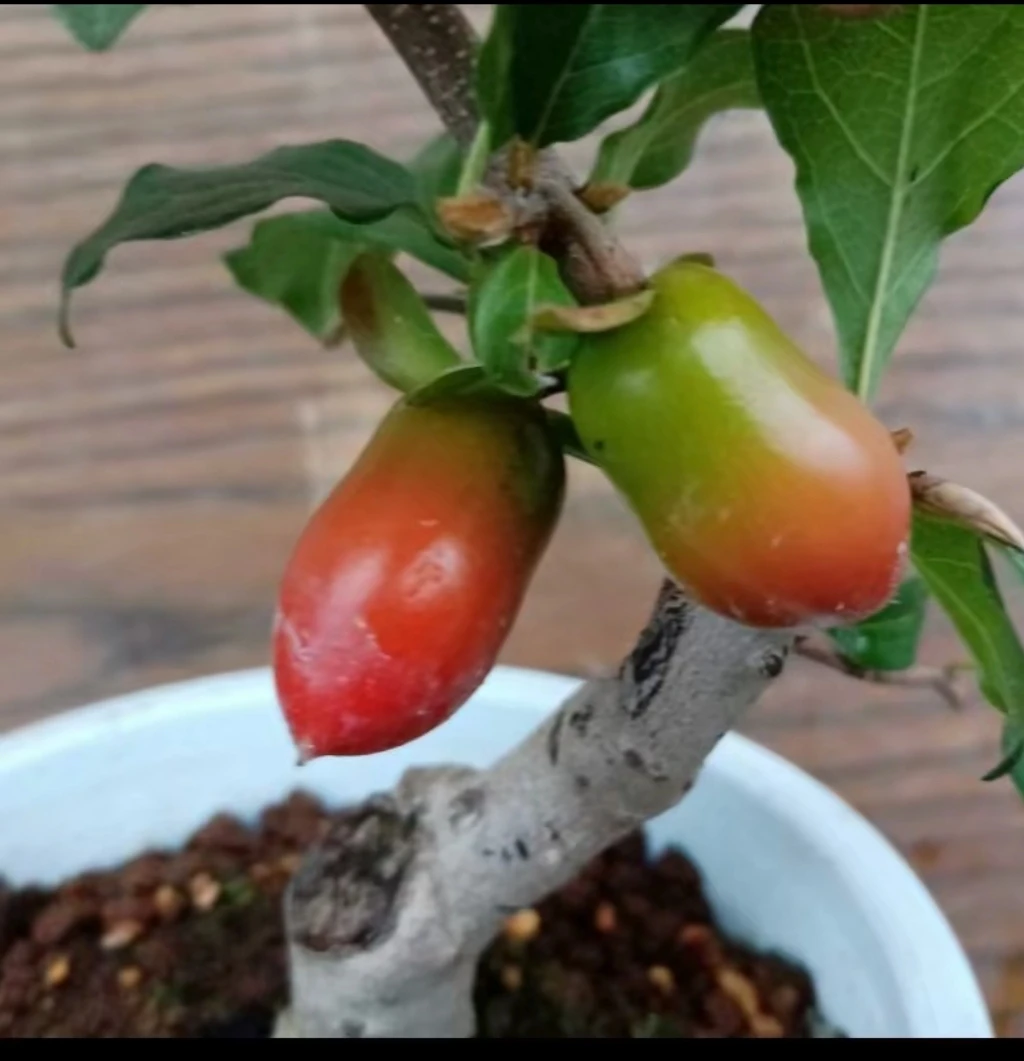 老鸦柿八重之辉2年苗