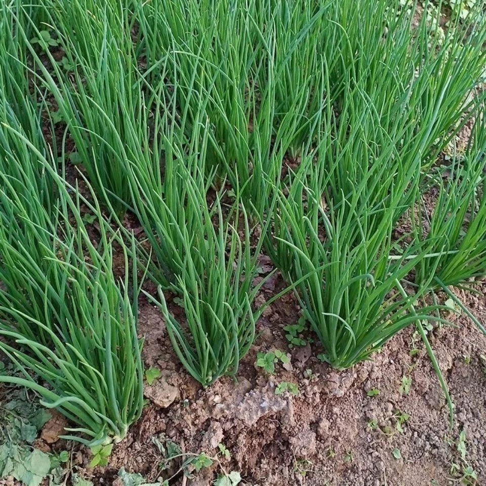 小香葱农家自种新鲜蔬菜湖北本地农家肥酱菜饭包小菜现挖现发包邮