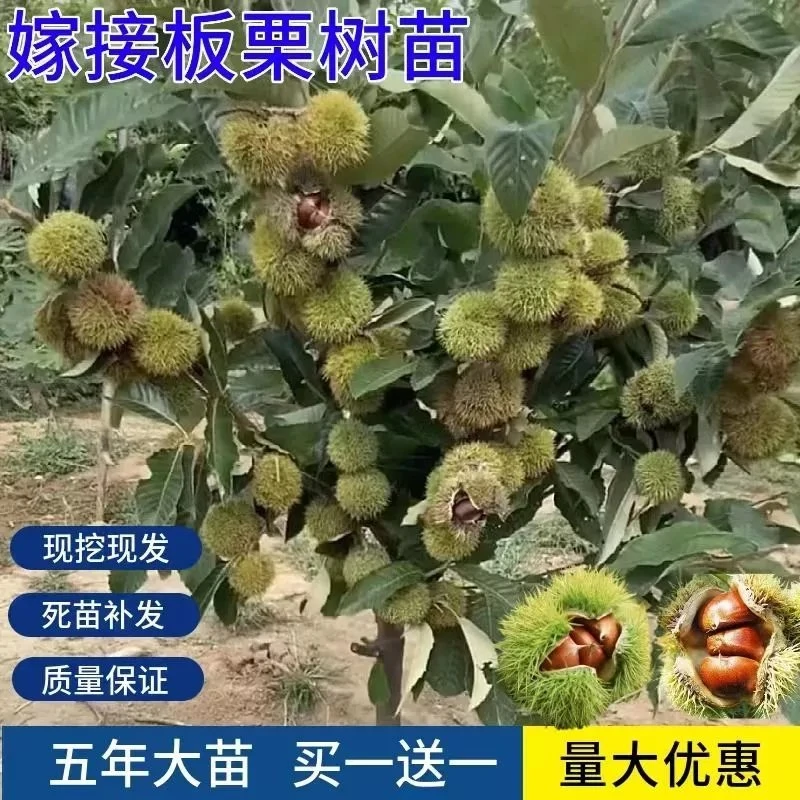 【包活】优质板栗树苗新品特大红袍早熟盆栽地栽南北方种植果树苗