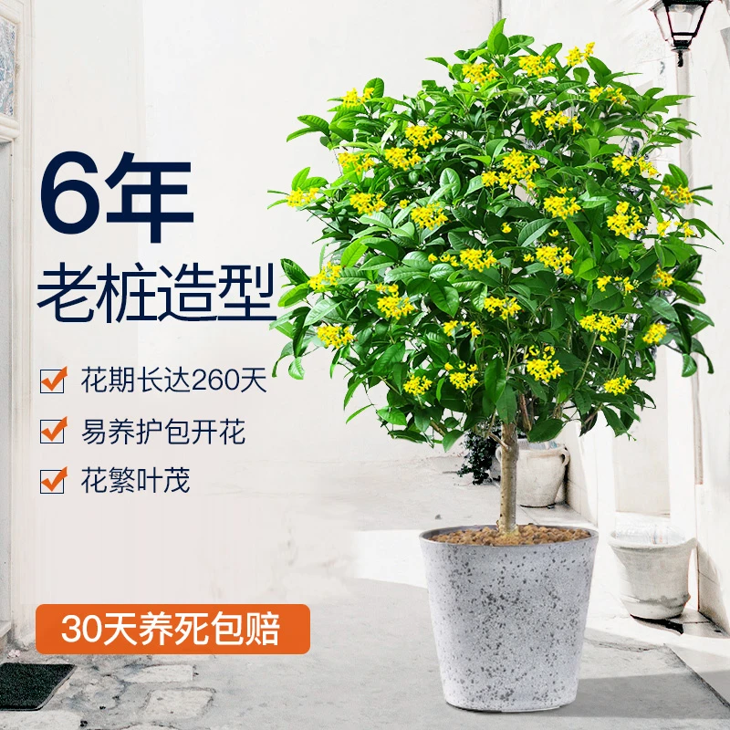 桂花树苗盆栽四季桂室内开花室外阳台庭院好养浓香型花卉月桂黄色