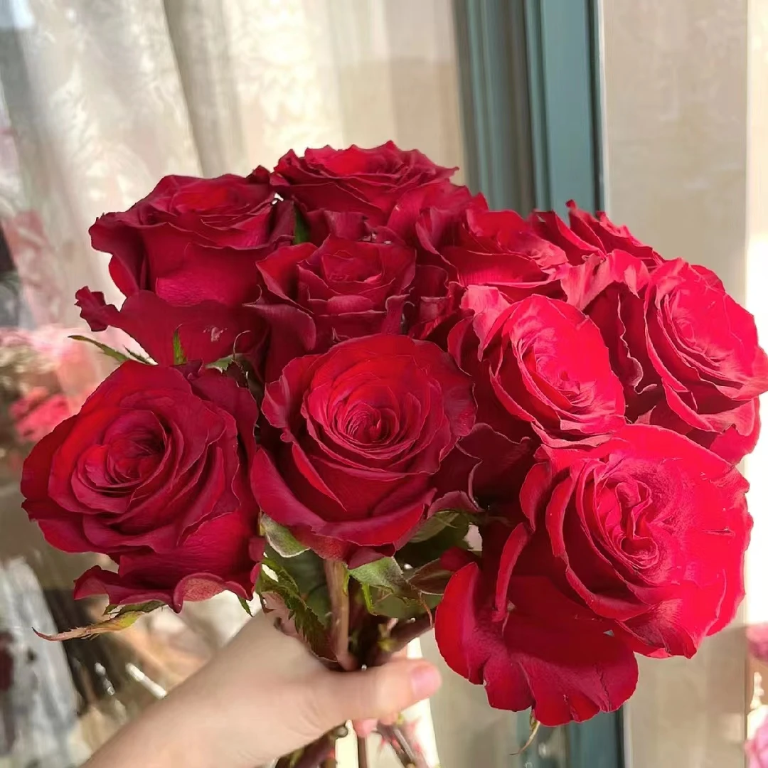 【高原红玫瑰】鲜切花新鲜客厅处理摆件直发鲜花基地