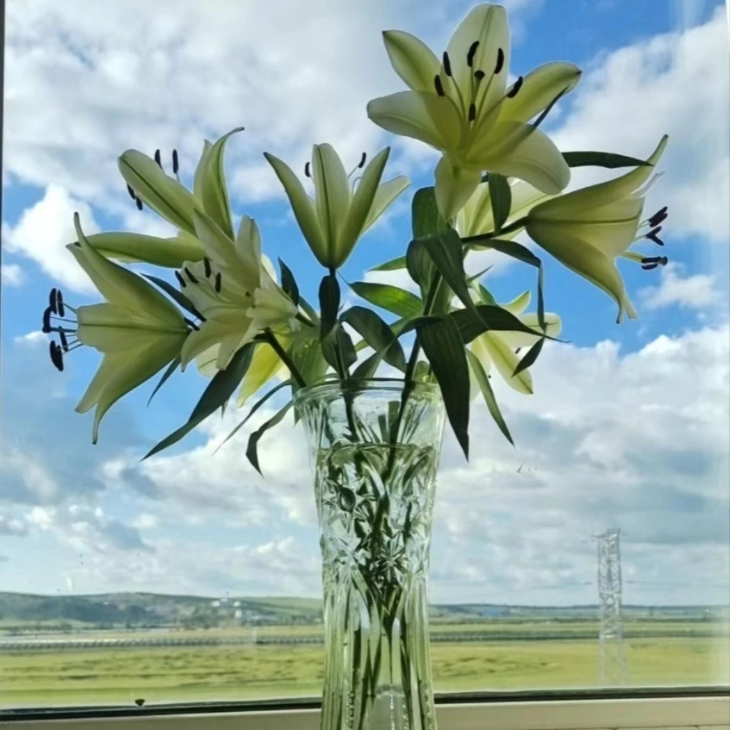 黄天霸百合东北鲜花顺丰包邮品牌香水百合多头新鲜夏季需要自然