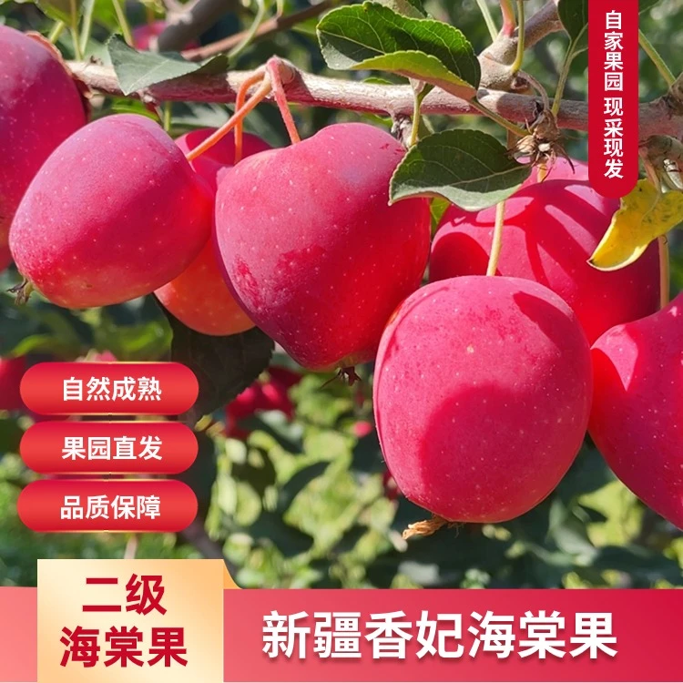 新疆香妃海棠果
