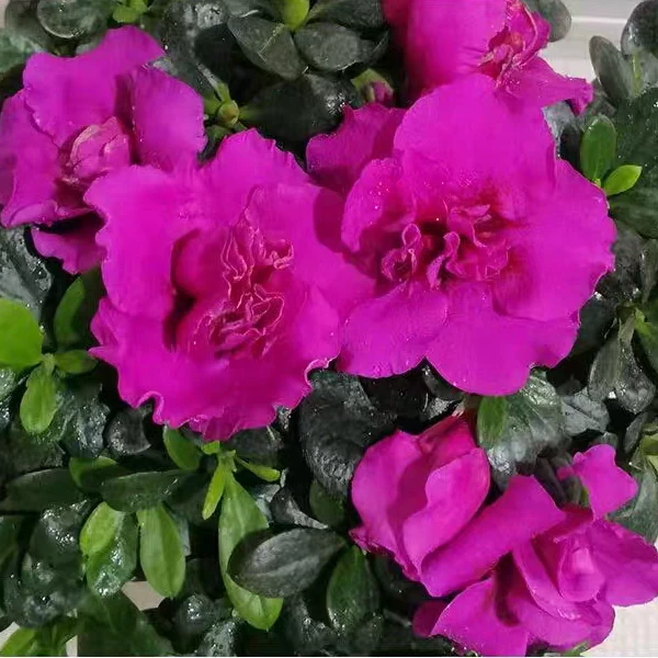 【四季开花】紫色杜鹃花带花苞盆栽地栽常青红黄冠耐寒耐热花卉绿植