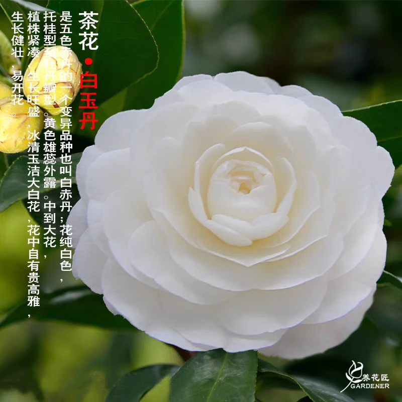 东方亮白山茶花树苗茶花盆栽纯白室内盆栽四季开花庭阳台植花卉