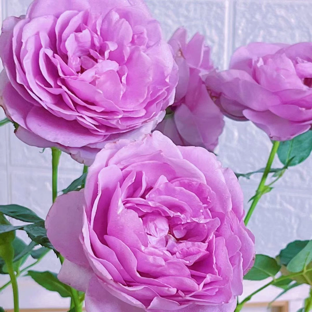 蓝色风暴月季   紫色月季大花朵浓香型月季花朵开放系数大易养护