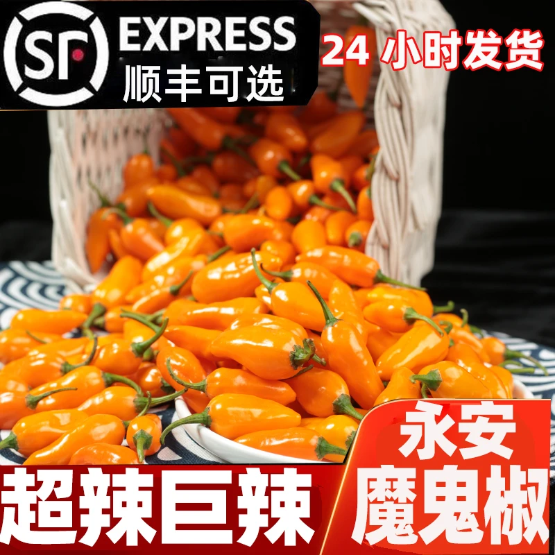 顺丰包邮福建永安新鲜小黄椒魔鬼椒特辣福鼎肉片子弹辣椒1斤-3斤