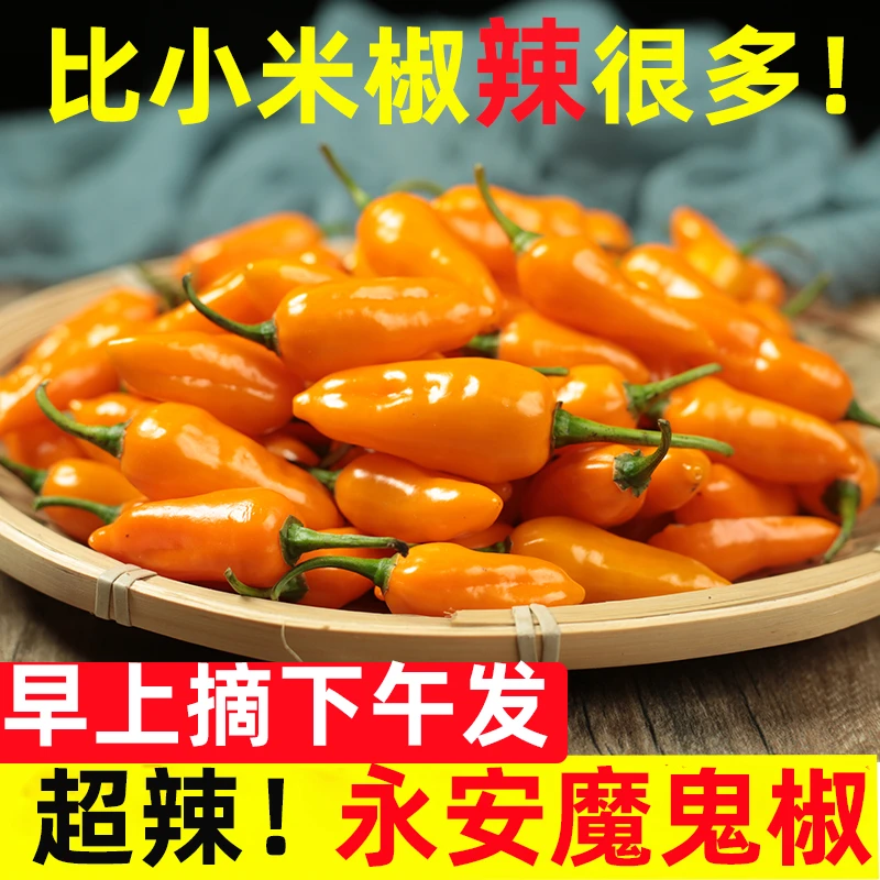 魔鬼辣椒福鼎肉片汤小吃店摆摊餐饮店新鲜永安黄椒变态辣1斤-20斤