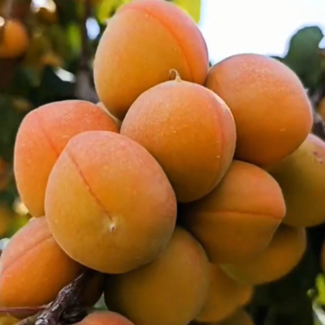 吊甘杏苗 甘甜离核真仁杏苗