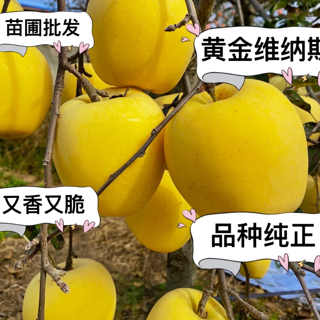 维纳斯黄金苹果苗栽种北方种植两年结果苹果树苗易成活保湿发货