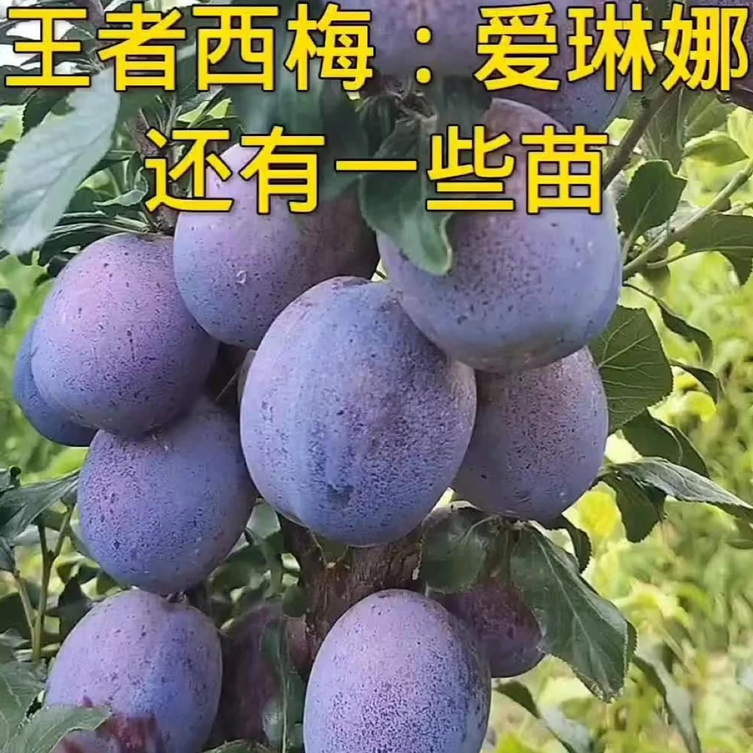 艾琳娜西梅 蓝蜜西梅 法兰西西梅 李子苗果树种苗高品质细嫩