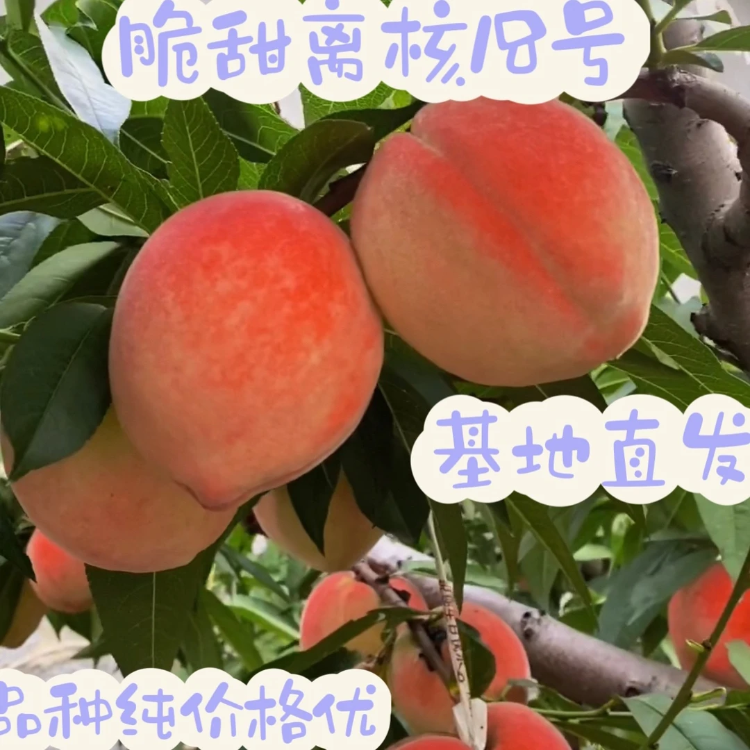 早熟18号桃苗北京18号桃脆甜离核适合果园庭院种植