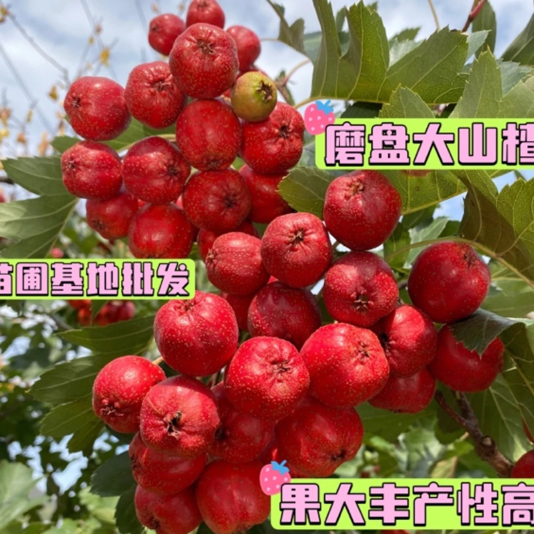 大山楂树苗山楂树磨盘山楂苗南北方种植