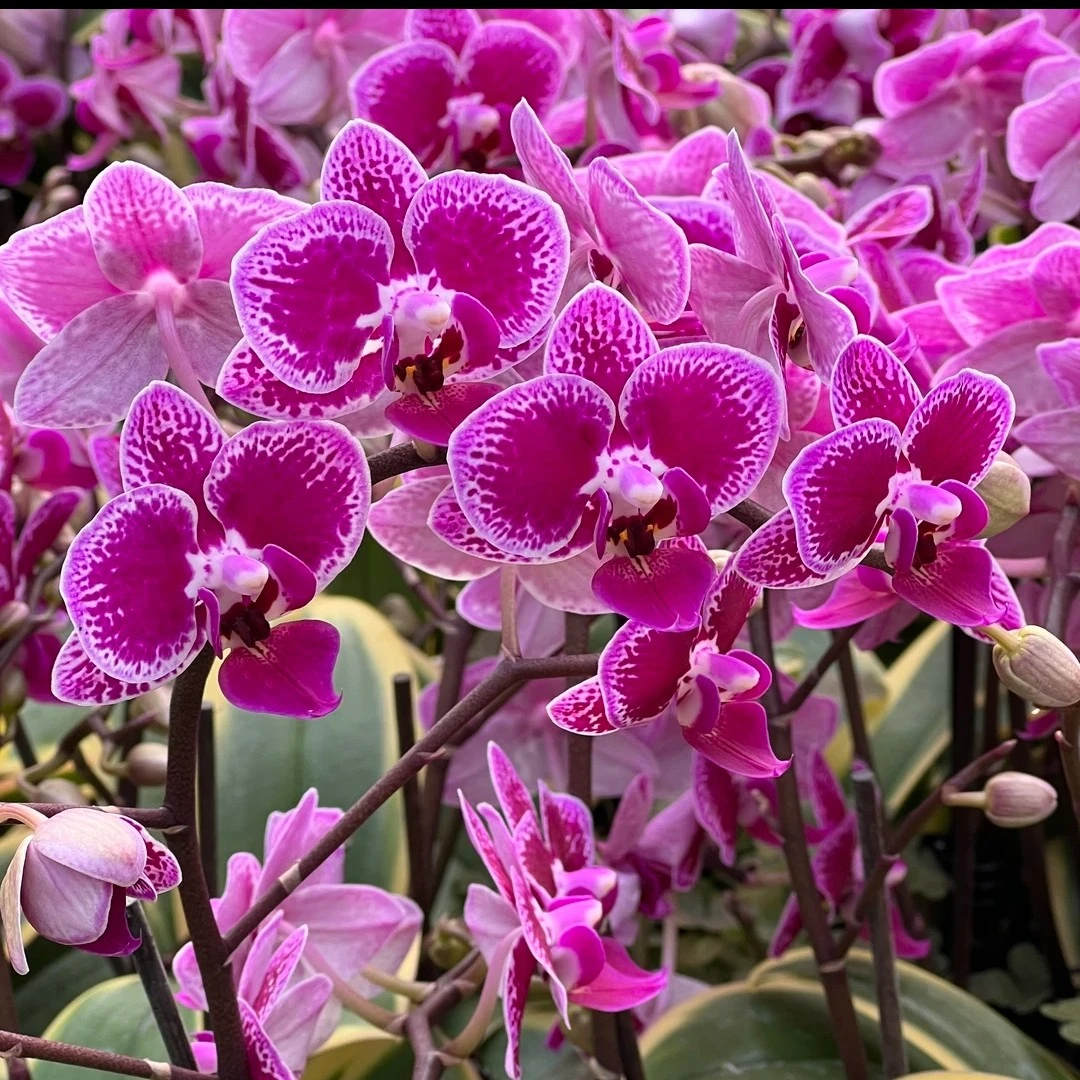 金边蔓越莓(3.0~3.5)蝴蝶兰【赏花赏叶】花卉产地直发