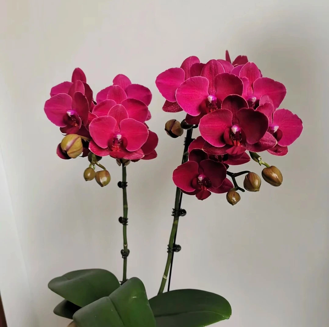 蒙特勒蝴蝶兰(3.5大杯)原产地直发